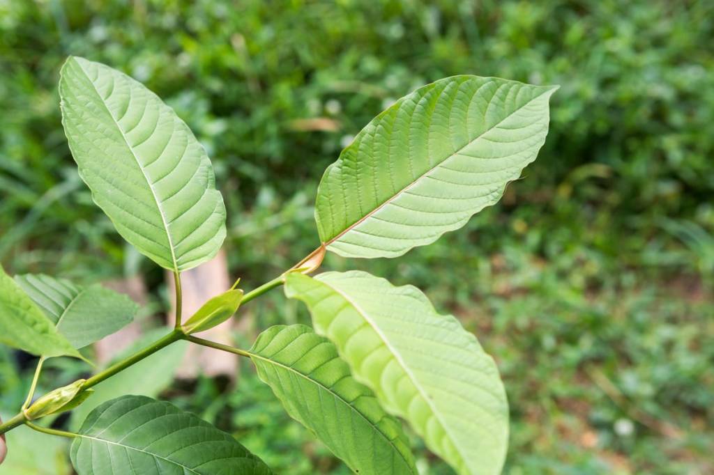 kratom plant in broad daylight